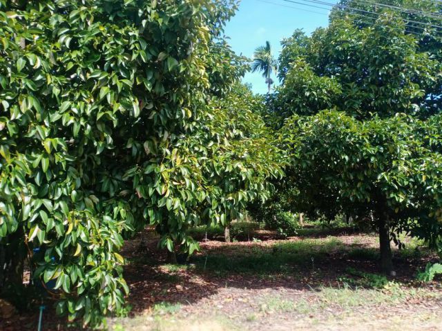 เสนอขายที่ดินสวนผลไม้มังคุดและลองกอง พร้อมบ้านพักอาศัย ติดคลองน้ำธรรมชาติ เนื้อที่ 4 ไร่กว่าๆ ตำบลทับไทร อำเภอโป่งน้ำร้อ