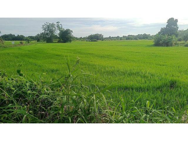 ขายทุ่งนา36ไร่ อยู่ ตาขัน บ้านค่าย ระยอง