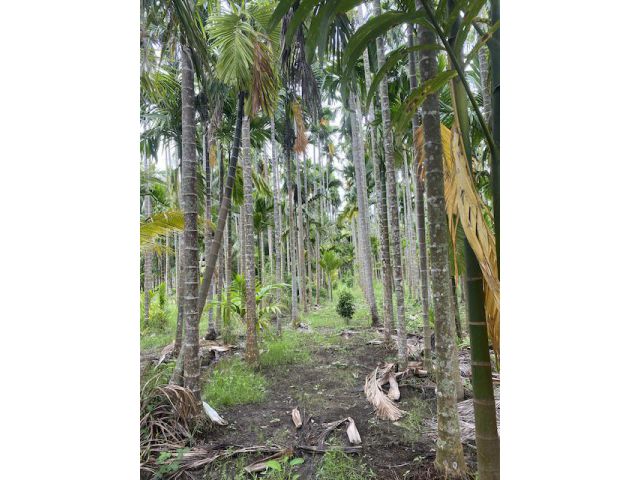 ขายสวนหมาก2ไร่ อยู่ตาขัน บ้านค่าย ระยอง