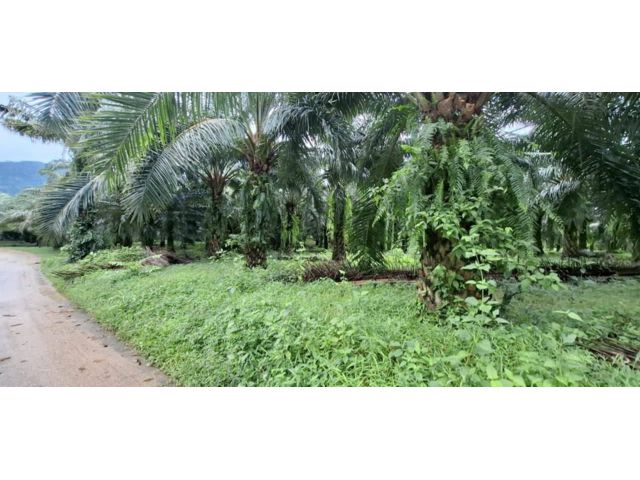 ขายที่ดิน โฉนดที่ดิน ขายขาด 14 ไร่ สวนปาล์ม