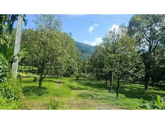 เสนอขายที่ดินสวนทุเรียนต้นใหญ่เต็มแปลง ติดถนนลาดยางเส้น 3249 ติดลำคลอง เนื้อที่ 6 ไร่ 2 งาน 88 ตรว. ตำบลตะเคียนทอง อำเภอ