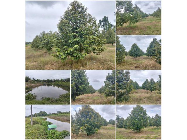 สวนทุเรียน 10ไร่ 2งาน 75ตรง.วา ติดคลอง️