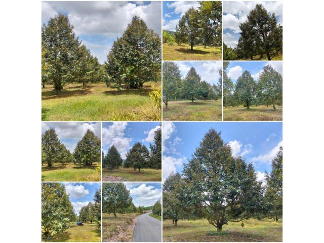 สวนทุเรียนสวย 4-3-68 ไร่ ติดถนน/วิวเขา !!!