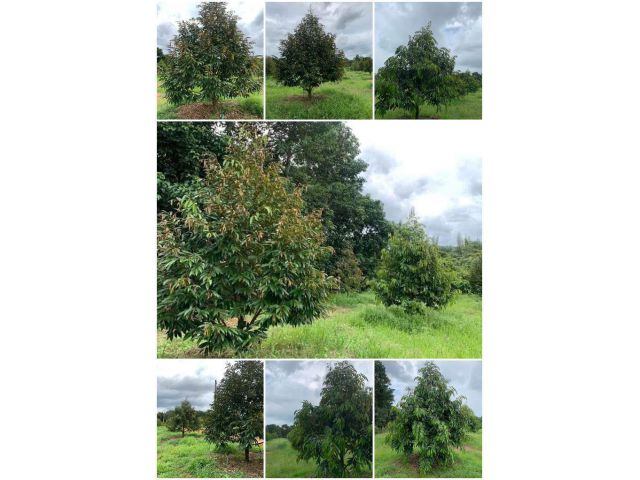 สวนทุเรียนสวน 2-3-10 ไร่️