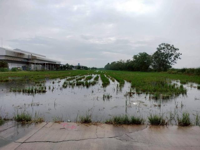 ขายด่วน️ที่ดินเลียบคลองสิบสาม 23 ไร่ 307 ตารางวา️ติดถนน ปท.3035อ.ลำลูกกา  จ.ปทุมธานี095-879-4465