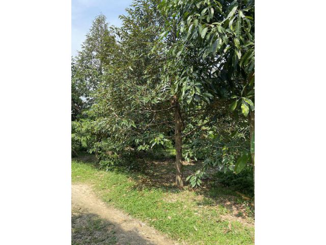 ขายที่ดิน1ไร่1งาน78ตรว อยู่บางบุตร บ้านค่าย ระยอง