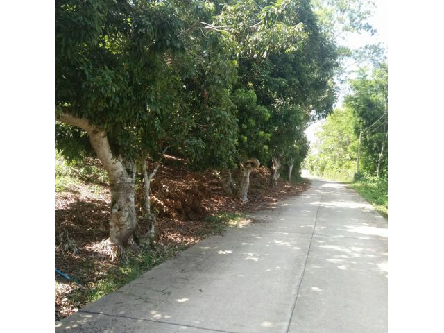 ที่เนินเขา ในชุมชนแม่จัน ใกล้โลตัสแม่จัน 2 ไร่ครึ่ง โฉนดครุฑแดง