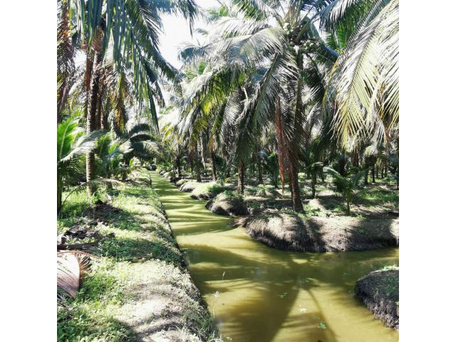 L993 ขายที่ดินสวนมะพร้าว 16 ไร่ ดำเนินสะดวก ราชบุรี