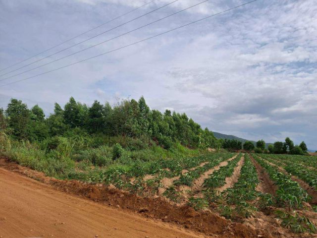 ขายด่วน!! ที่ดินมาใหม่ 250 ไร่ ต.รางบัว อ.จอมบึง จ.ราชบุรี ไร่ละ 250,000.-