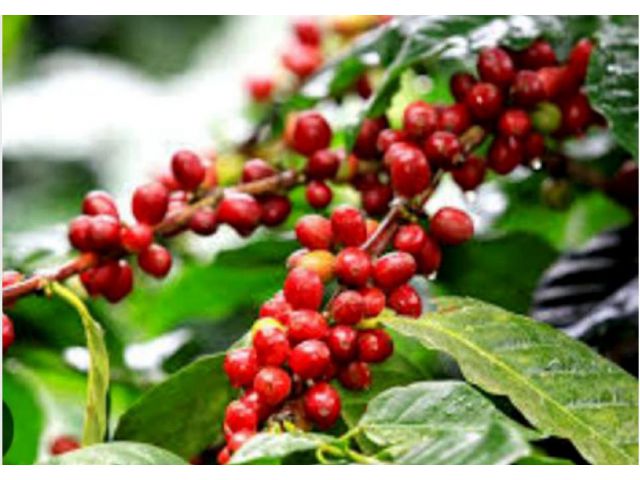 L638-ขายสวนกาแฟอาราบิก้า 539 ไร่  ต.เทพเสด็จ อ.ดอยสะเก็ด จ.เชียงใหม่