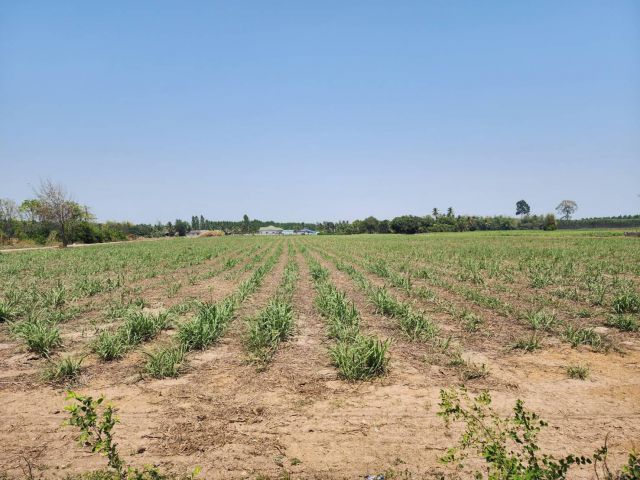 L1002 ขายที่ดินสวยทำเลดี 15 ไร่ หน้ากว้าง 105 เมตร พนัสนิคม ชลบุรี