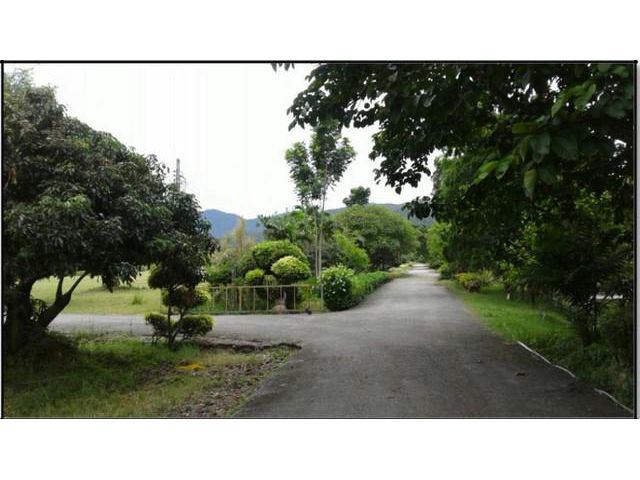 ขายที่ดิน115ไร่ 50ล. ผ่อนได้ บ้านยุโรป รีสอร์ท ทากาศ แม่ทา ลำพูน