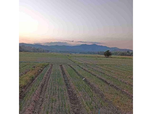 ขายที่ดินโฉนด 2 งาน ติดถนนสายลับแลวัดพระแท่นศิลาอาสน์