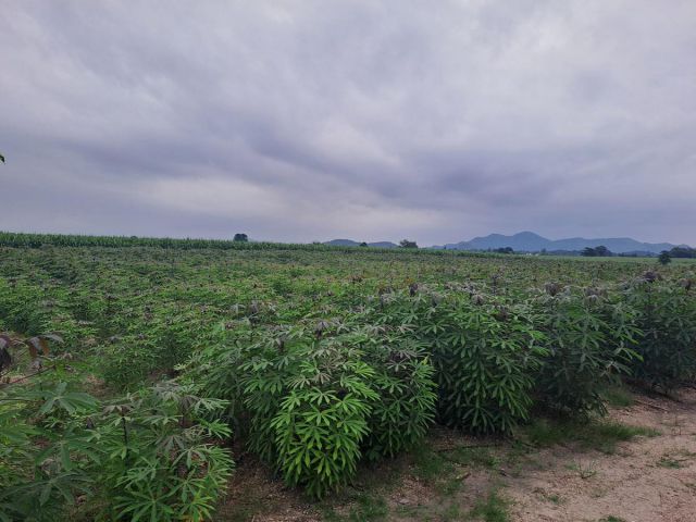 ขายที่ ภดส.3 เพื่อการเกษตร จำนวน 2 แปลง เนื้อที่ รวม 13 – 3 – 0 ไร่