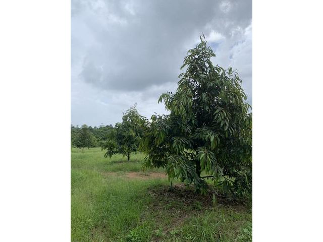 ด่วน!   ขายสวนทุเรียนสวย เกือบ 3 ไร่ สวยสุดๅ