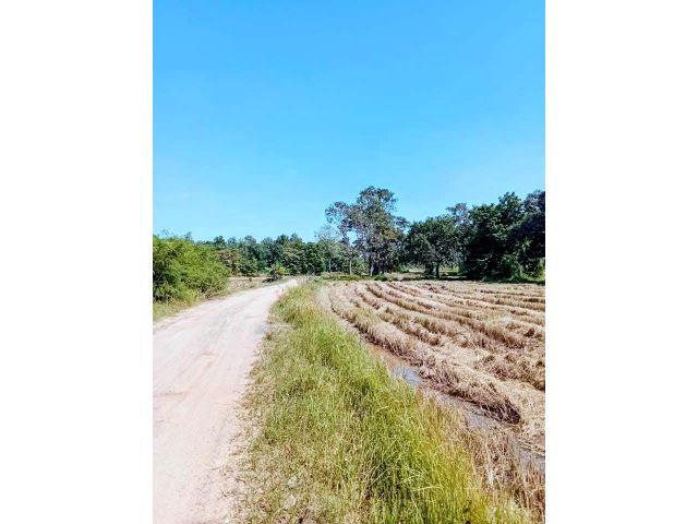 ที่นาราคาถูก อยู่อาศัยได้ 330,000 อ.ชำนิ บุรีรัมย์