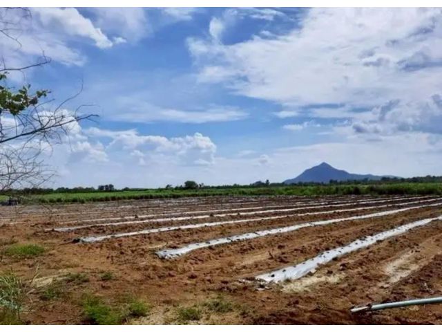 R68-084ขาย​ที่ดิน​ติดถนนลาดยางไฟฟ้าสามเฟส ต.ศิลาทิพย์ อ.ชัยบาดาล จ.ลพบุรี เนื้อที่​ 70​ ไร่ขายไร่​ละ​ 230,000 บาทโอน​ฟรี - ที่ดิน​พื้นที่​สีม่วง -