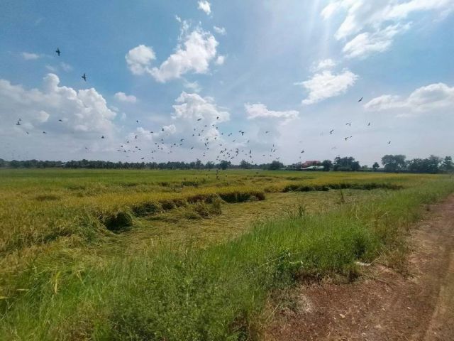 ขายที่ดินที่นา บางคล้า ฉะเชิงเทรา ขนาด 6-3-22ไร่ มีน้ำ มีไฟฟ้า มีเพื่อนบ้าน หน้ากว้าง 110เมตร เดินทางสะดวก ใกล้ถนน 304 ถนน3121 สายบางคล้า