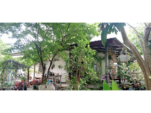 ขายบ้านพร้อมที่ดิน – ตำบลเมืองปัก อำเภอปักธงชัย นครราชสีมา เนื้อที่ 143 ตารางวา