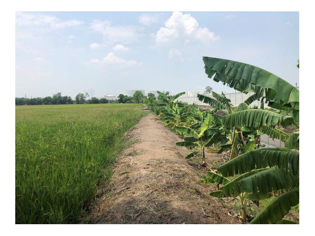 บางกระสั้น บางปะอิน