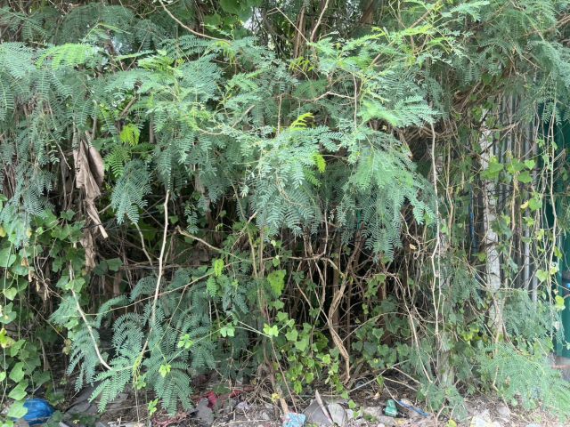 ขายที่ดิน 100 ตร.ว. ซอยวัดพุฒิ  ห่างถนนราชพฤกษ์ 100 ม. ติดสาธารณประโยชน์