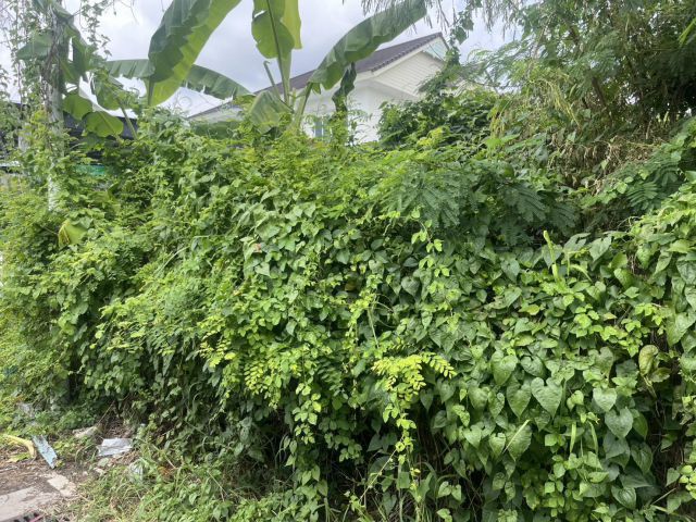 ขายที่ดิน 100 ตร.ว. ซอยวัดพุฒิ  ห่างถนนราชพฤกษ์ 100 ม. ติดสาธารณประโยชน์