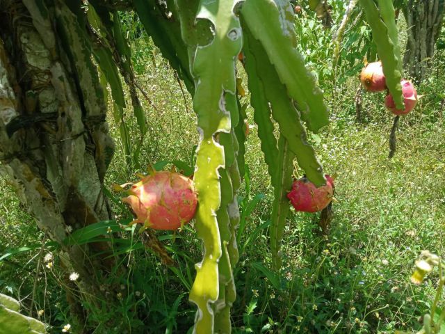ที่โฉนดภูเรือ ห่างถนนลาดยาง300 ม ไร่ละ190000 ถูกมาก เข้าสะดวก ติดลำห้วยใหญ่บรรยากาศบ้านสวนเหมาะกับสวนผลไม้มาก