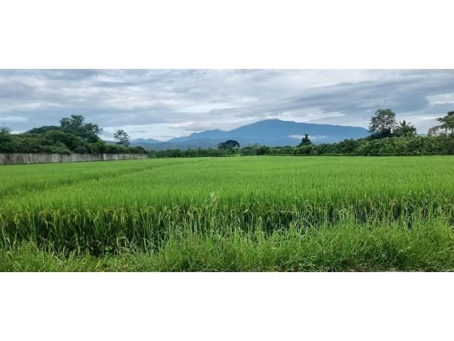 ขายที่ดิน 5-0-16-ไร่ ขายไน่ละ 3 ล้าน