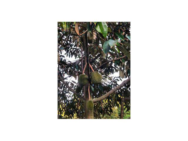 ขายสวนทุเรียน 34 ไร่ ถนนสุขุมวิท ต.นายายอาม อ.นายายอาม จ.จันทบุรี