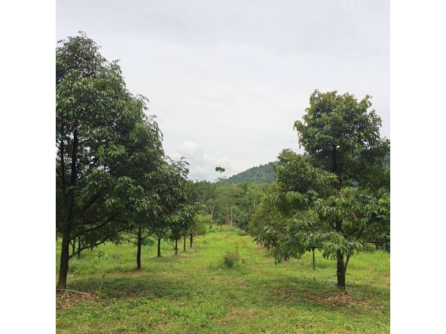 ขายที่ดินจันทบุรีพร้อมสวนทุเรียน อ.มะขาม (20+29 ไร่)
