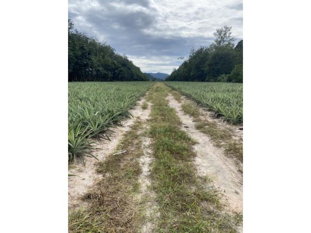 ขายที่ดิน11ไร่72ตรว อยู่บางบุตร บ้านค่าย ระยอง