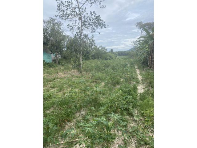 ขายที่ดิน11ไร่ อยู่บางบุตร บ้านค่าย ระยอง