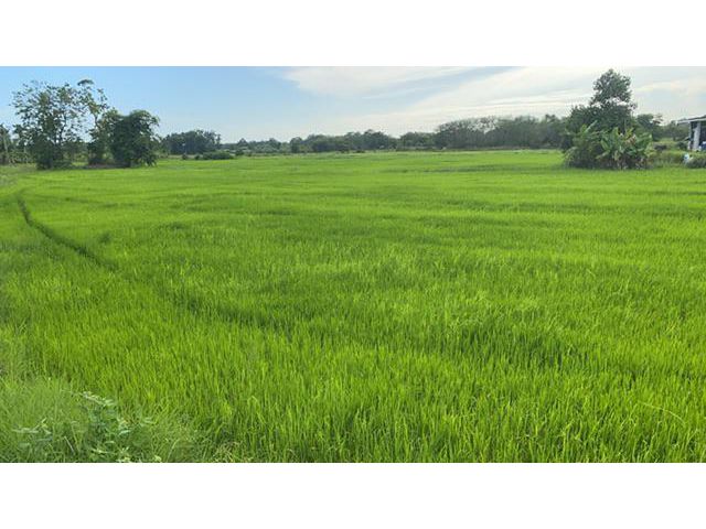 ขายถูกทุ่งนา30ไร่ อยู่ตาขัน บ้านค่าย ระยอง