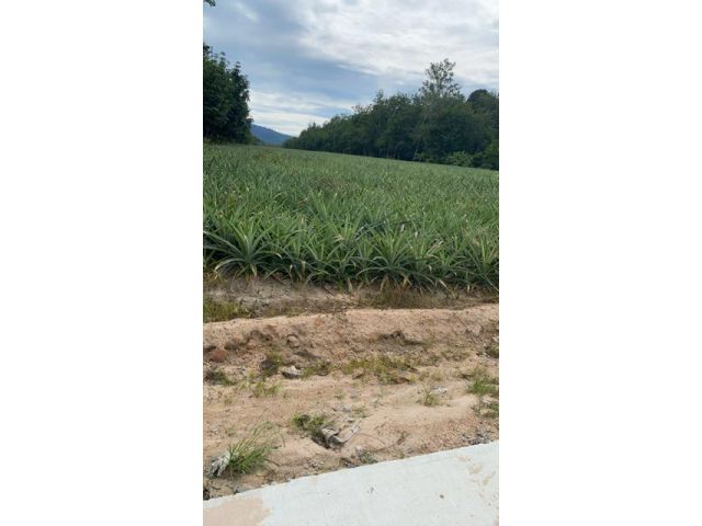 ขายที่ดิน11ไร่72ตรว อยู่บางบุตร บ้านค่าย ระยอง