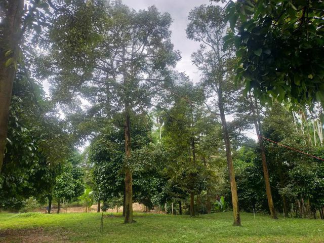 เสนอขายที่ดินสวนทุเรียนและมังคุด พร้อมบ้าน 1 หลัง ติดถนนลาดยางเส้น 3249 ติดลำคลอง เนื้อที่ 6 ไร่ 2 งาน 88 ตรว. ตำบลตะเคี