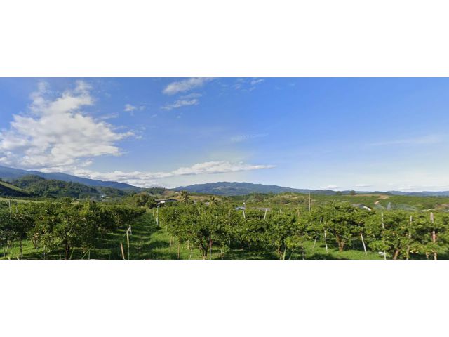 L641-ขายสวนส้ม 500 ไร่กว่า ต.แม่สาว อ.แม่อาย จ.เชียงใหม่