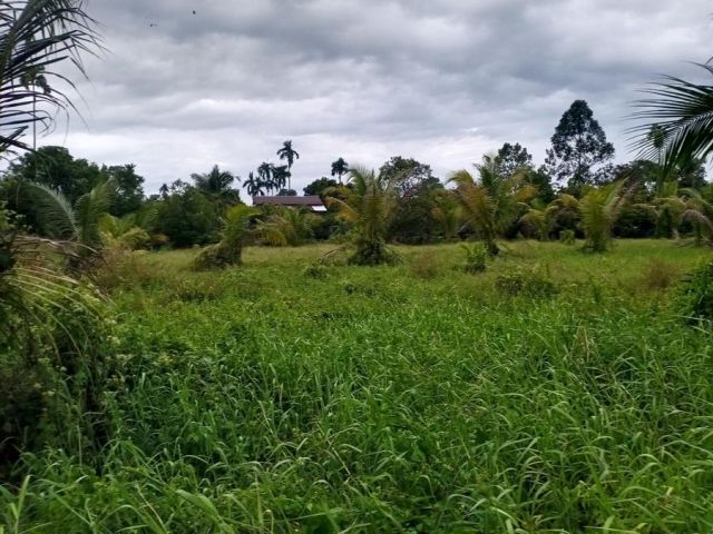 !!!ต้องการแบ่งขาย 1 ไร่!!! เสนอขายที่ดินสวนมะพร้าวบางส่วน ใกล้วัดเสม็ดงาม&อู่ต่อเรือพระเจ้าตากสิน ตำบลหนองบัว อำเภอเมือง