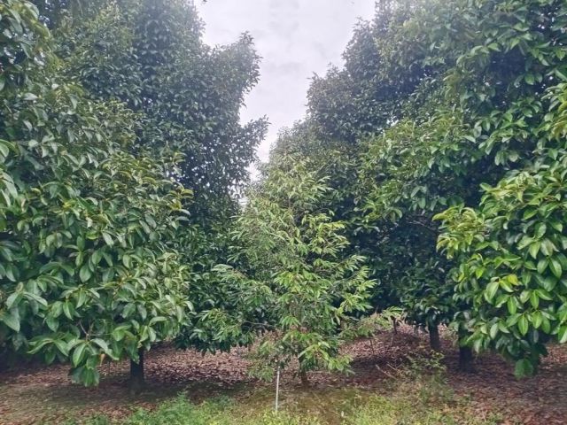 เสนอขายที่ดินสวนผลไม้มังคุด ติดถนนคอนกรีต เนื้อที่ 1 ไร่ 1 งาน ใกล้สี่แยกไฟแดงกระทิง ตำบลพลวง อำเภอเขาคิชฌกูฏ จังหวัดจัน