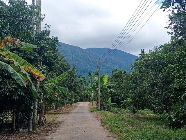 เสนอขายที่ดินสวนผลไม้มังคุด ลองกอง ติดถนนคอนกรีต เนื้อที่ 2 ไร่ ใกล้เขาพระพุทธบาทคิชฌกูฏ (วัดพลวง) อำเภอเขาคิชฌกูฏ จังหว