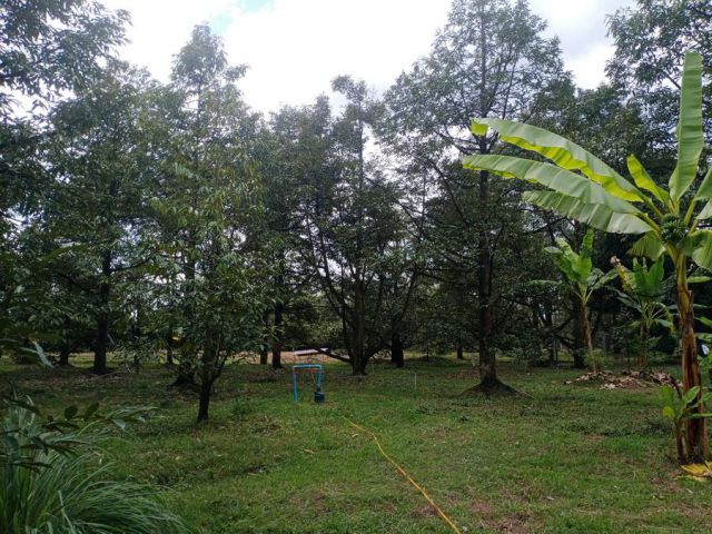เสนอขายที่ดินสวนผลไม้ทุเรียนให้ผลผลิตแล้ว เนื้อที่ 5 ไร่กว่าๆ ใกล้วัดทุ่งตาอิน อำเภอเขาคิชฌกูฏ จังหวัดจันทบุรี