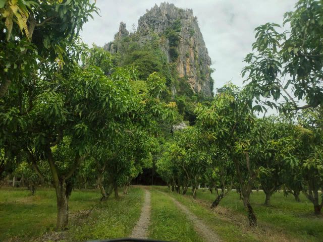 สวนมะม่วงเชิงเขา ใกล้บ้านมุง อ.เนินมะปราง พิษณุโลก 20ไร่