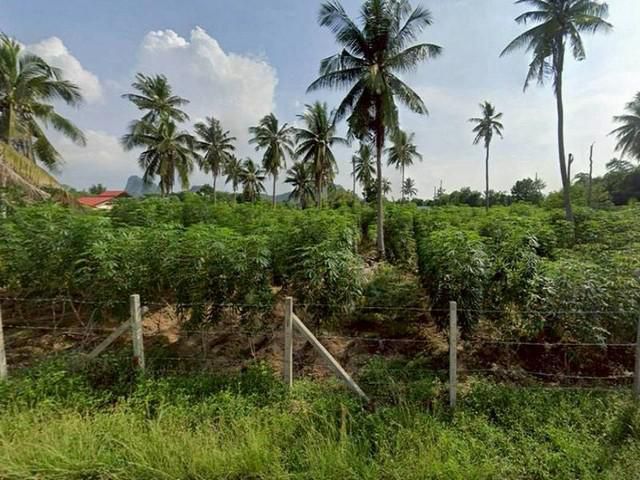 ขายที่ดินสวย วิวภูเขา ใกล้เขาชีจรรย์ จอมเทียน-พัทยา โซนท่องเที่ยว