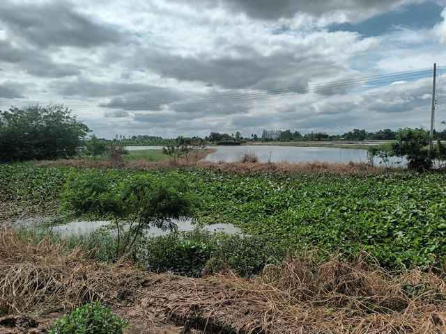 ขายที่ดินเปล่า ติดถนนหลวงหมายเลข 3496 ใกล้ตลาดร้อยปีสามชุก สุพรรณ