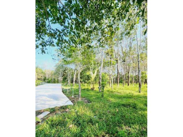 ขายที่ดินศรีสุนทร บางมะรวน-บางโจ