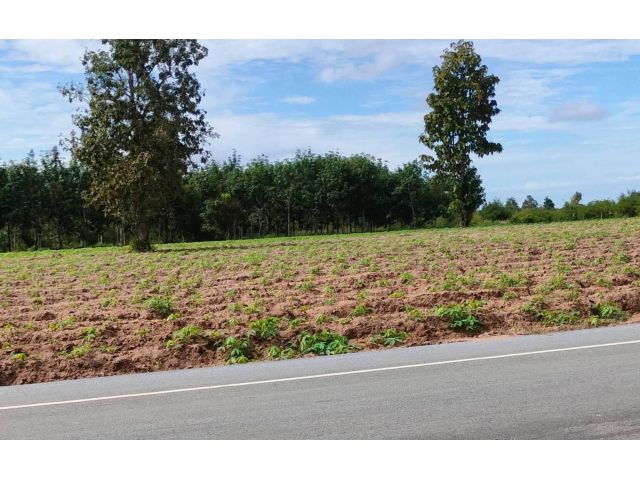 L1038 ขายที่ดิน 40 ไร่ หน้ากว้าง 432 เมตร ดอนจาน กาฬสินธุ์