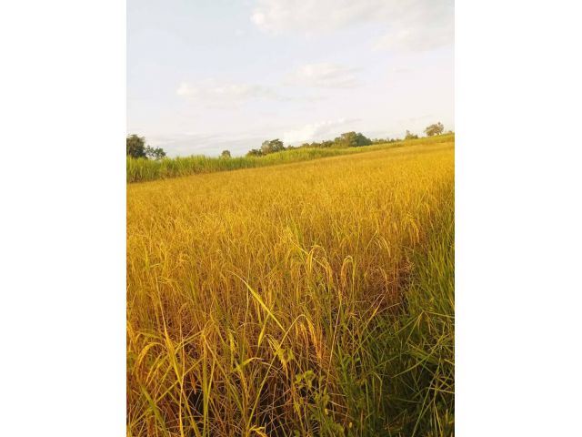 ขายที่ดิน 4 ไร่ ยกแปลง