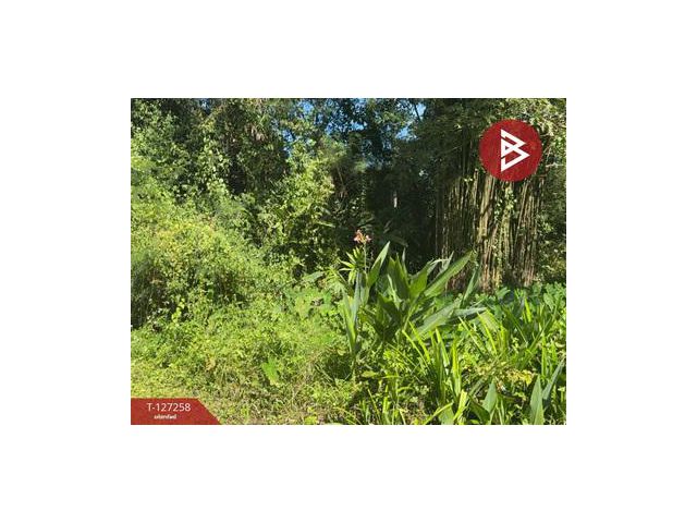 ขายที่ดิน เนื้อที่ 1 ไร่ 62 ตร.วา แม่แตง เชียงใหม่