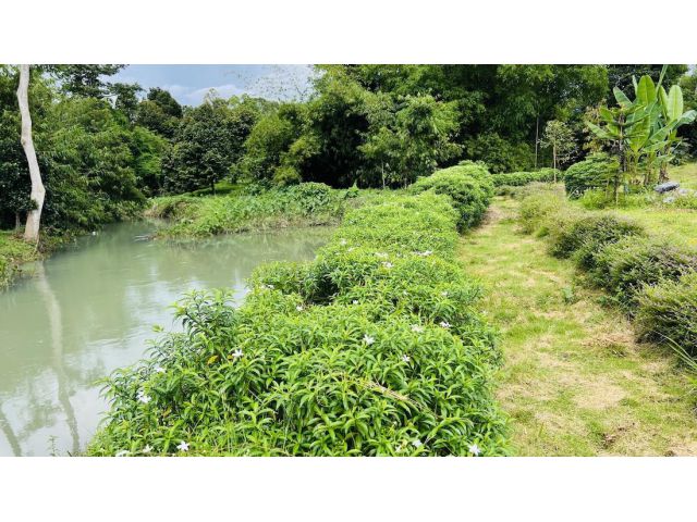 ขายที่ดินสวย ติดน้ำ พร้อมผลไม้ – ต.นาหินลาด อ.ปากพลี จ.นครนายก