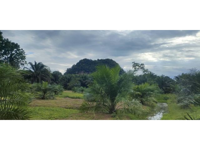 สวนปาล์มพร้อมบ้าน 1 หลัง – ทำเลดี มีรายได้ทันที! ต.ท่ายาง อ.ทุ่งใหญ่ จ.นครศรีธรรมราช