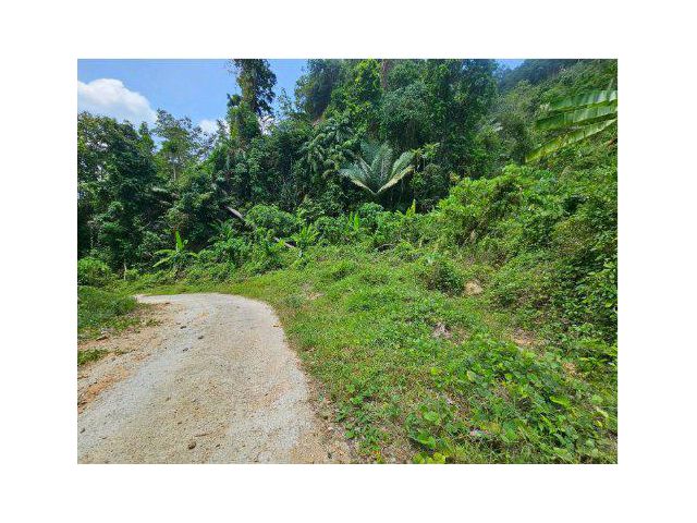 ขายที่ดิน 3 ไร่ ใกล้โรงเรียนนานาชาติ ต.กะทู้ อ.กะทู้ จ.ภูเก็ต